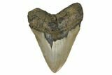 Fossil Megalodon Tooth - North Carolina #172588-1